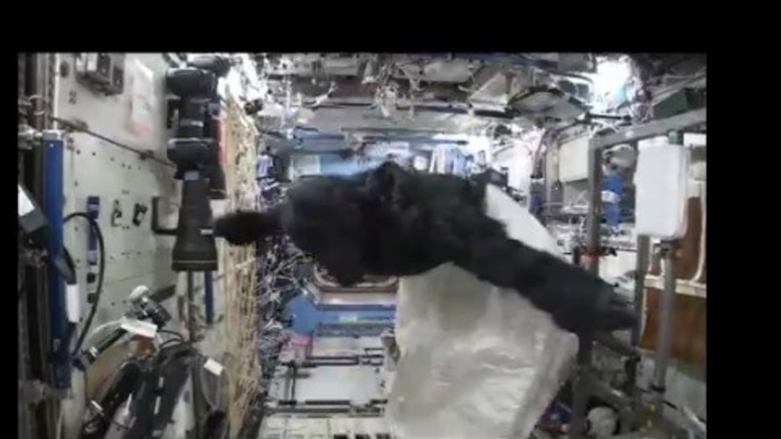 La NASA dice che c’è un gorilla sulla Stazione Spaziale Internazionale.  Guarda il video virale della scimmia spaziale