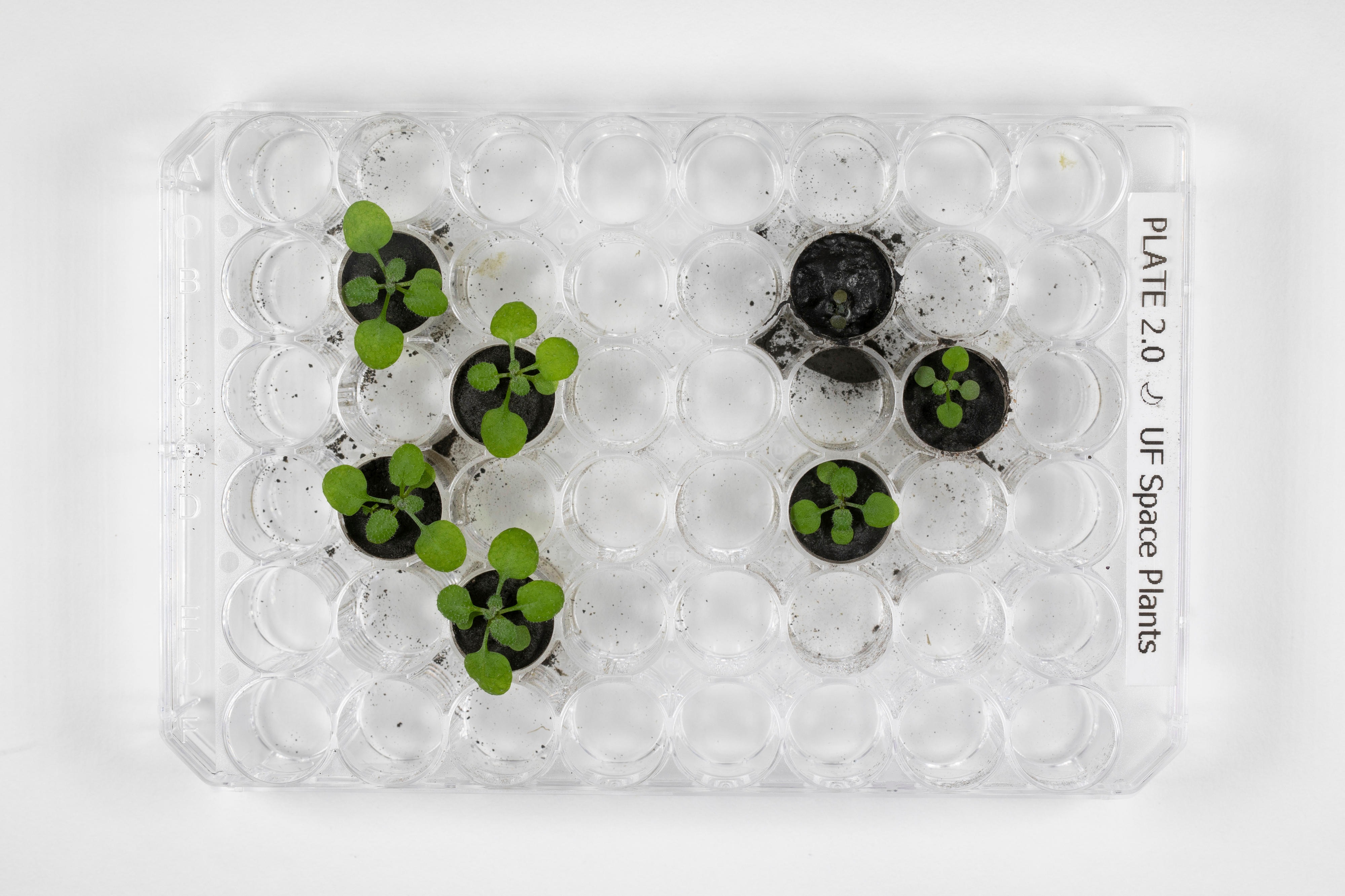 The plant grown is called Arabidopsis thaliana, which is a well-studied plant by the scientists. The major feat was achieved by a NASA funded group of scientists at the University of Florida. Scientists used just 12 of lunar soil borrowed from Apollo missions. Lunar Soil