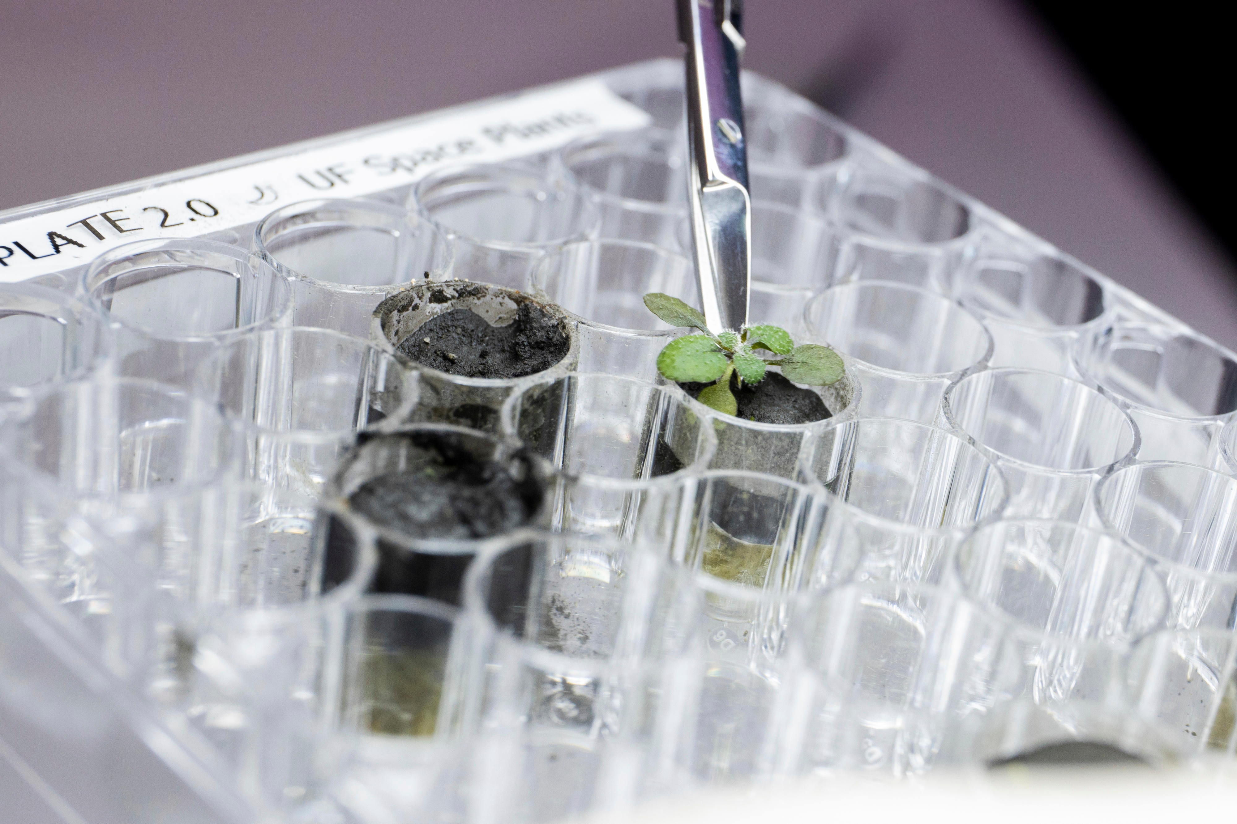 The idea of growing plants in the lunar soil dates back almost fifty years to the Apollo missions, according to NASA. It was the vision of the scientists who were involved in the Apollo programme to bring back lunar soil, called Regolith, with its missions and save it for future research. Lunar Soil