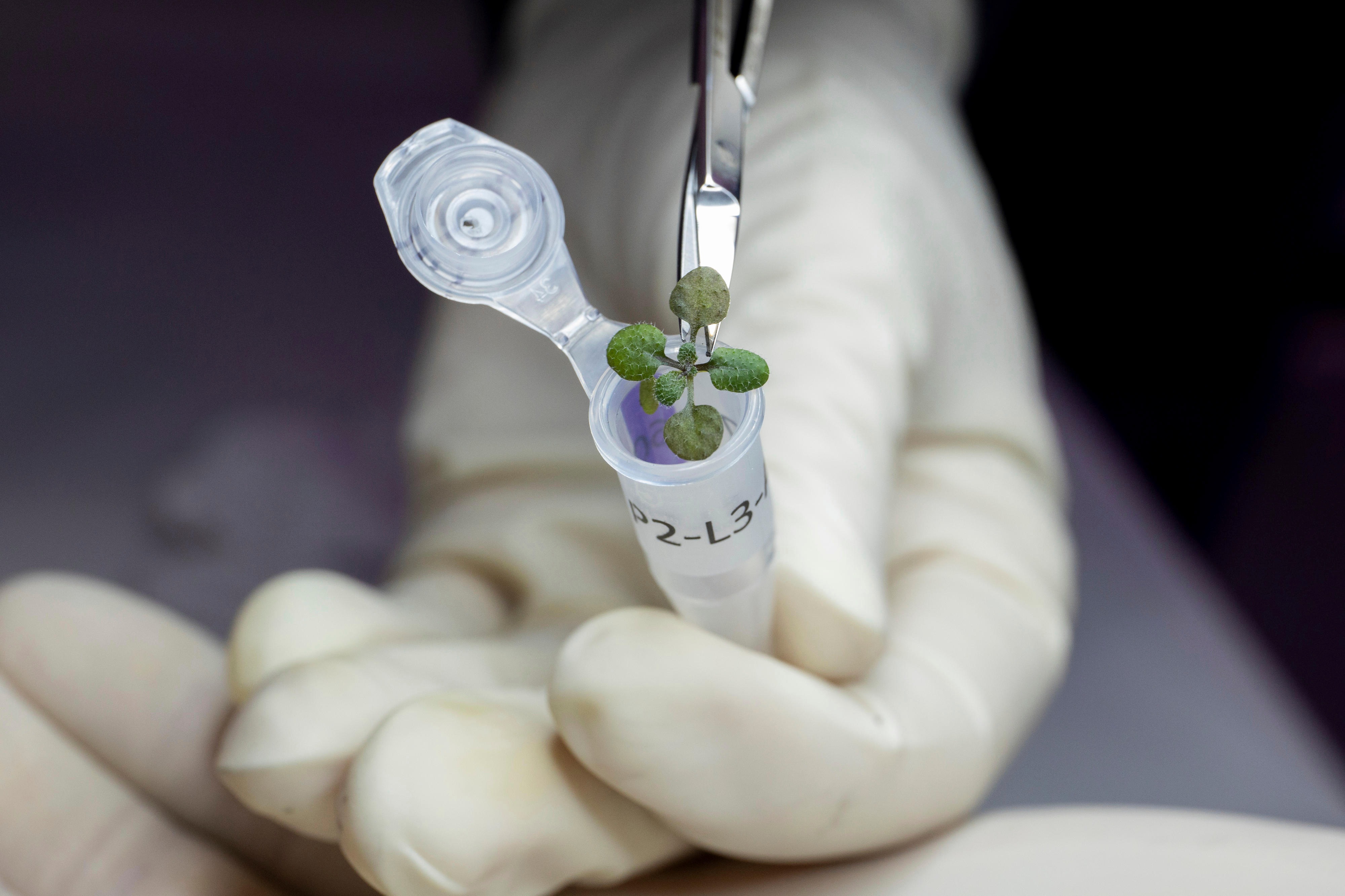 By growing plants in the lunar soil, scientists have proved it is possible to grow plants in the Regolith. Although not as strong or nutrient-rich as those grown on Earth soil, this feat has paved a way for the very real possibility of growing plants on different planets someday and maybe even establishing fully fledged colonies. Lunar Soil