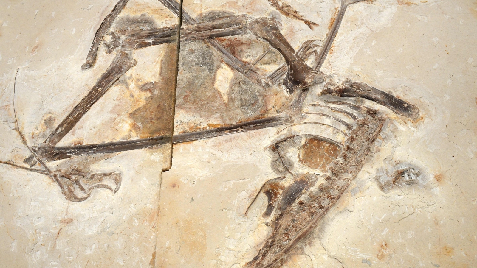 Flying reptile dubbed as Flying reptile dubbed as