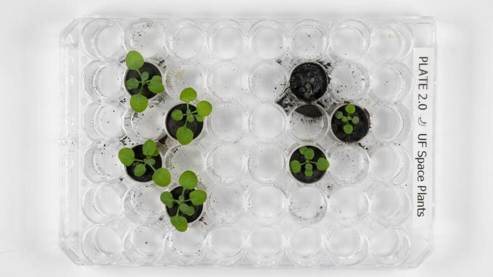 NASA-funded study has successfully managed to grow plants out of lunar soil. Know details. NASA grows plants
