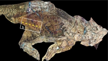 130 million-years old Dinosaur belly button found!