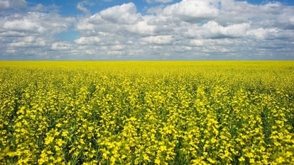 Canola crops