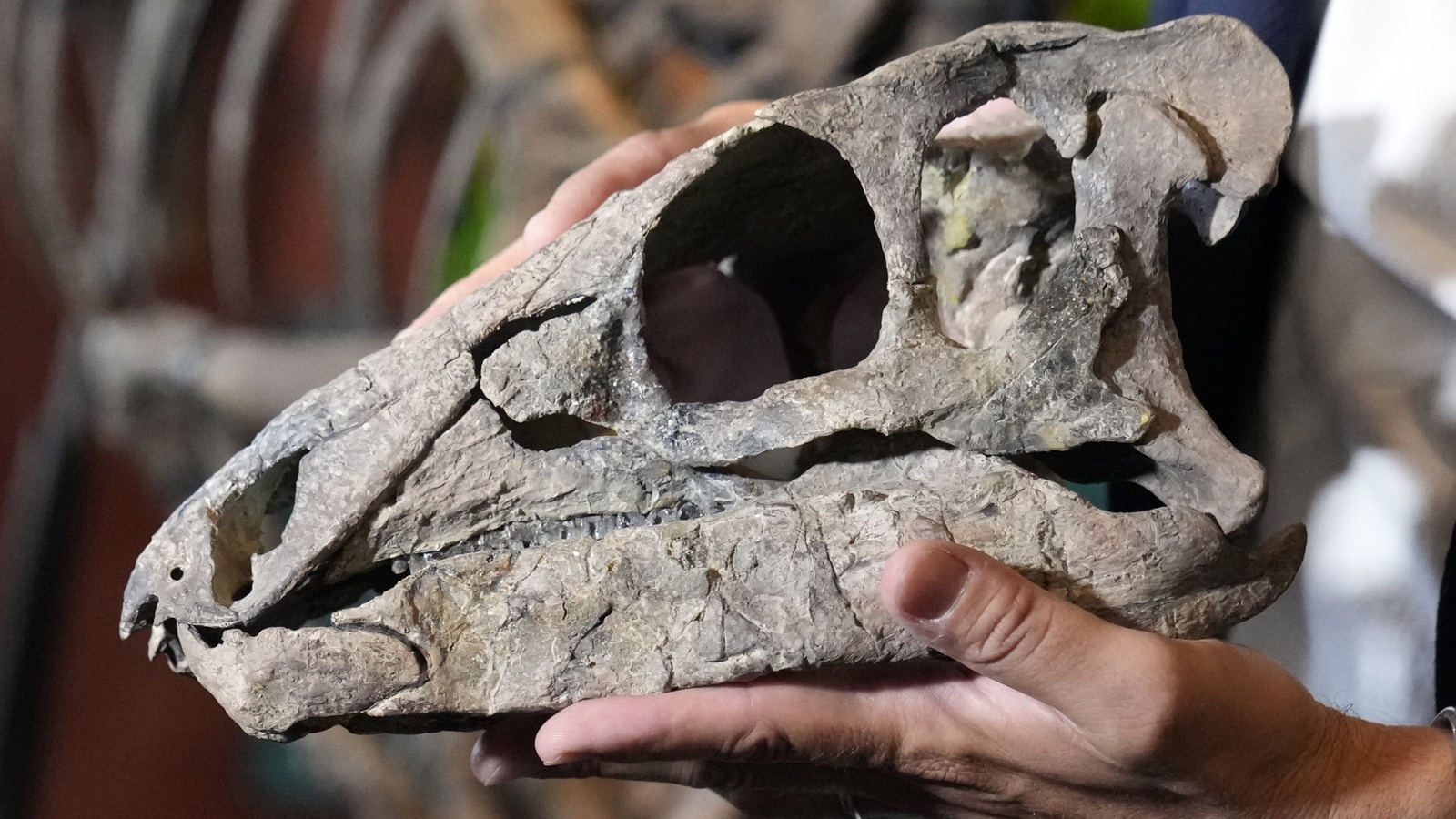 It has been widely debated whether dinosaurs were at their peak or already in decline prior to their extinction. Dinosaurs