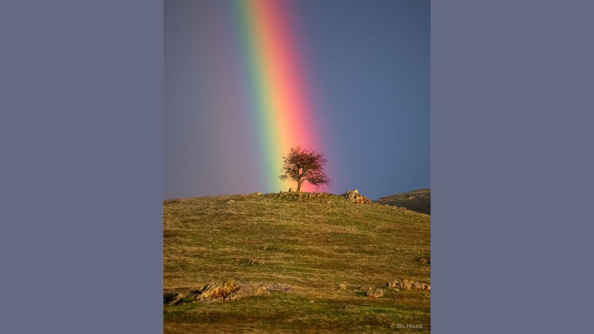A Colourful Rainbow (March 13) - It is an image of a rainbow backdropping a tree. The reason the rainbow can be seen behind the tree is because its position depends on the observer. The picture was captured by published landscape and wildlife photographer Eric Houck in early January near Knights Ferry, California, USA. Rainbow