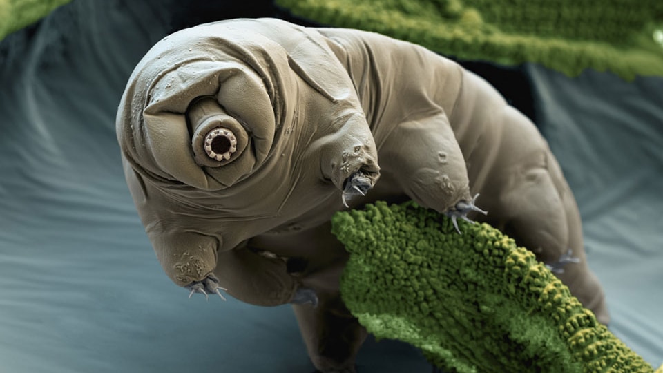 Tardigrade