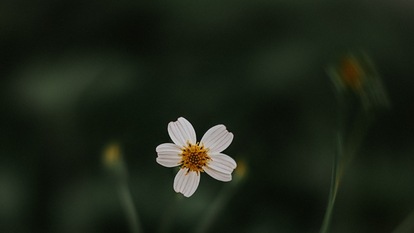 pexels-alan-cabello-3780058