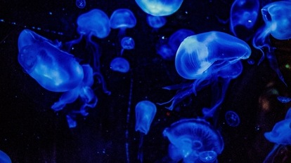 pexels-nicole-avagliano-2803247