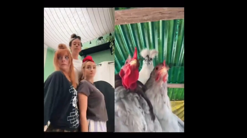 Chicken dance viral video