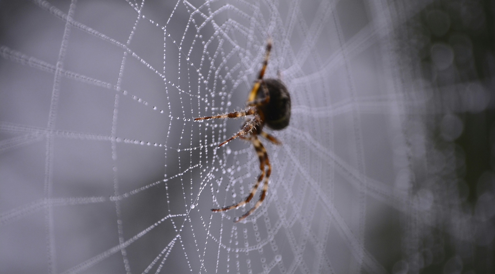 A spider’s web spun under the influence of caffeine, as seen in NASA’s 1995 study, reveals dramatic neurological disruption. A spider’s web spun under the influence of caffeine, as seen in NASA’s 1995 study, reveals dramatic neurological disruption.