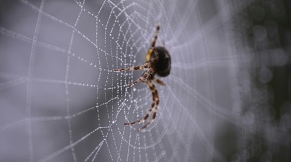 A spider’s web spun under the influence of caffeine, as seen in NASA’s 1995 study, reveals dramatic neurological disruption.