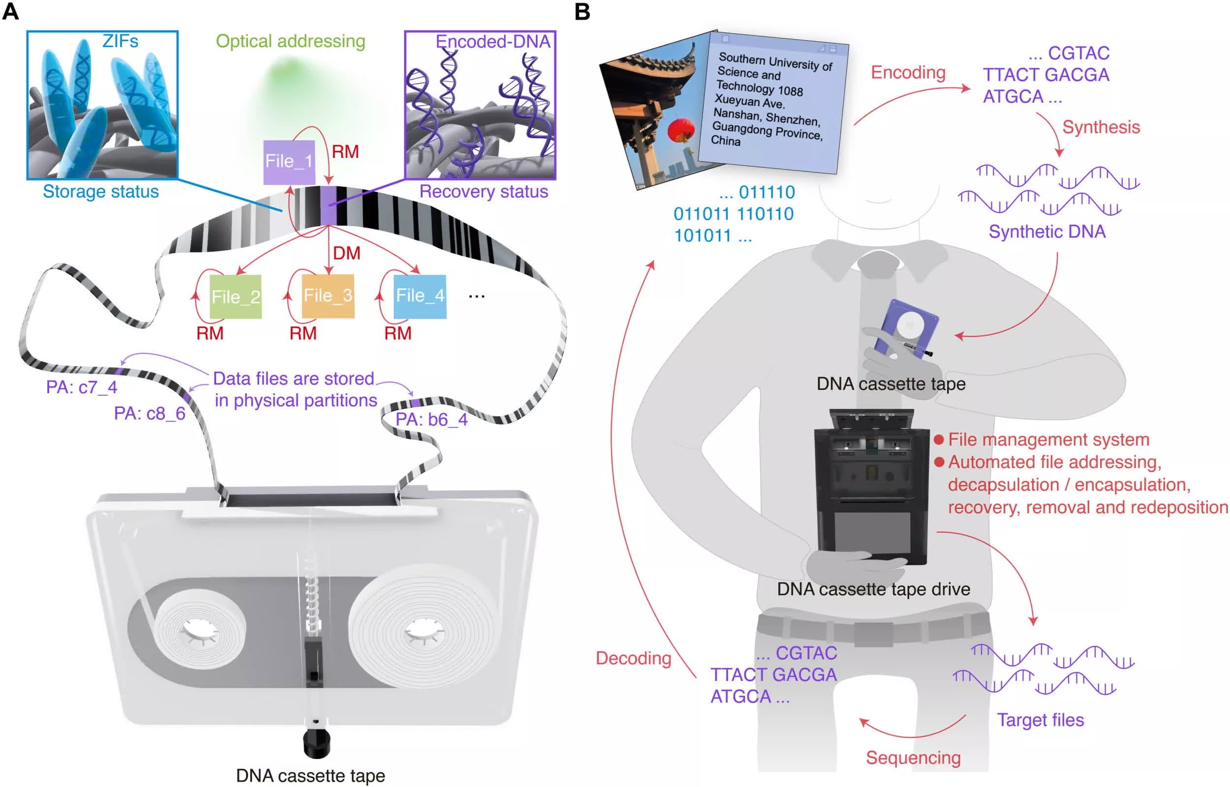 A DNA cassette packs petabytes of music into a familiar shell, with reliability and data density far beyond old-school tapes.