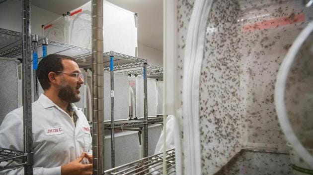 A project lead biologist speaks during an interview in the mosquito factory at the Verily Life Sciences LLC lab in South San Francisco, California, U.S., on Thursday, Oct. 18, 2018. Silicon Valley researchers are attacking flying bloodsuckers in California's Fresno County. It's the first salvo in an unlikely war for Google parent Alphabet Inc.: eradicating mosquito-borne diseases around the world.