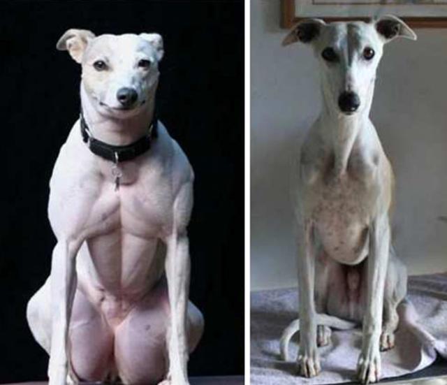 Genetically modified dog - after and before Genetically modified dog - after and before