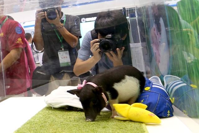 Micropigs at a summit in Shenzhen, China Micropigs at a summit in Shenzhen, China