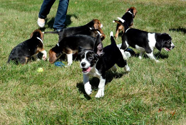 This Sept. 29, 2015, photo provided by Cornell University College of Veterinary Medicine shows seven week-old puppies born by in vitro fertilization at the Baker Institute for Animal Health in Ithaca, N.Y. This Sept. 29, 2015, photo provided by Cornell University College of Veterinary Medicine shows seven week-old puppies born by in vitro fertilization at the Baker Institute for Animal Health in Ithaca, N.Y.