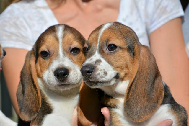 Puppies from the first litter born by in-vitro fertilization are held in this undated handout photo provided by Cornell University/Mike Carroll. Puppies from the first litter born by in-vitro fertilization are held in this undated handout photo provided by Cornell University/Mike Carroll.