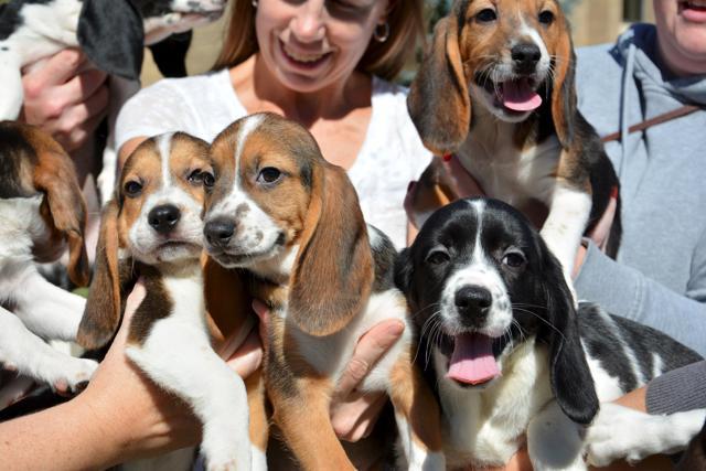 Puppies from the first litter born by in-vitro fertilization are held in this undated handout photo provided by Cornell University/Mike Carroll. Puppies from the first litter born by in-vitro fertilization are held in this undated handout photo provided by Cornell University/Mike Carroll.