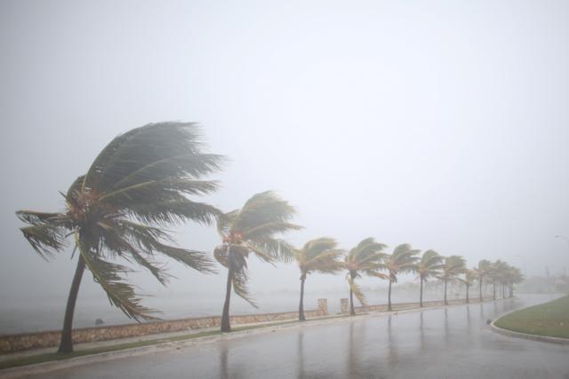 Palm trees sway in the wind prior to the arrival of the Hurricane Irma in Caibarien, Cuba, on Friday. Palm trees sway in the wind prior to the arrival of the Hurricane Irma in Caibarien, Cuba, on Friday.