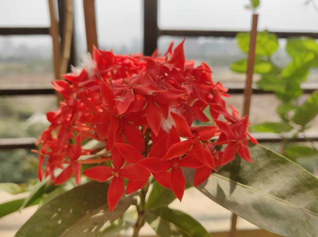 OnePlus 6 macro shot. OnePlus 6 macro shot.
