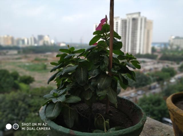 Mi A2 delivers well balanced colour and brightness levels. (Photo resized for web) Mi A2 delivers well balanced colour and brightness levels. (Photo resized for web)