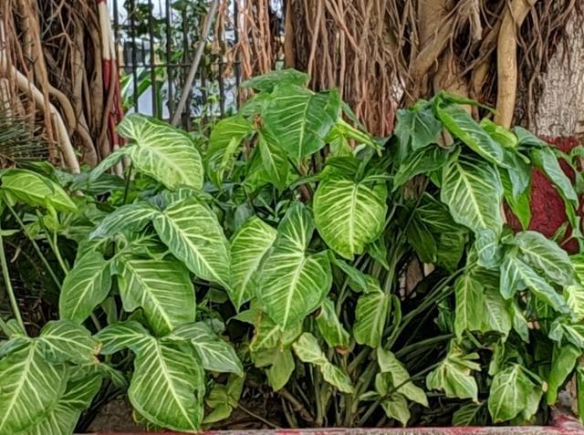 Pixel 3 XL camera sample with 'Super Res Zoom'. Pixel 3 XL camera sample with 'Super Res Zoom'.