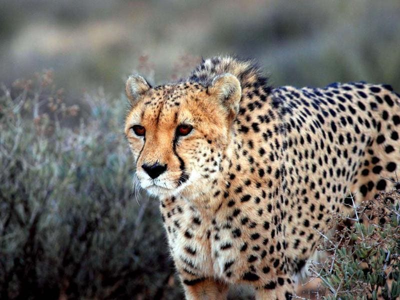 Mite runs faster than cheetah, sets record as world's fastest land animal |  HT Tech