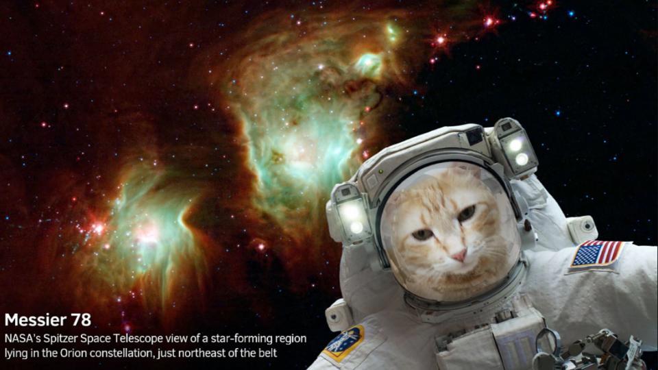 Catstronaut on NASA’s Selfie App.