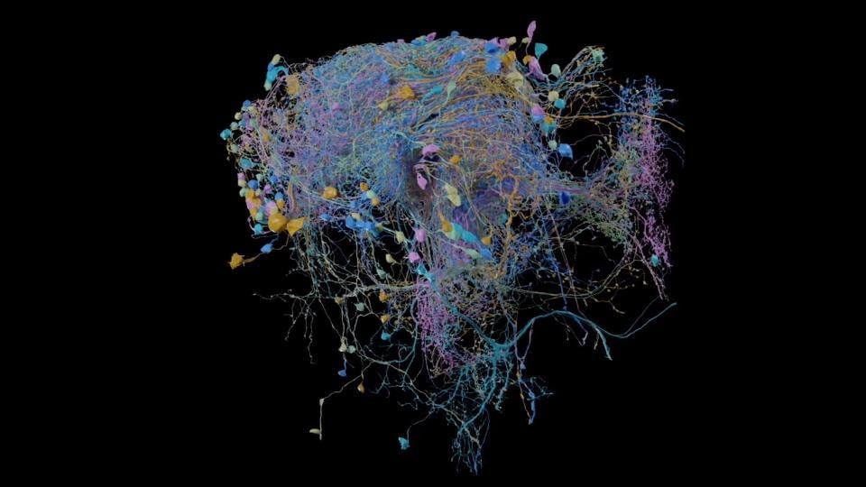 This is the largest high-resolution map of brain connectivity