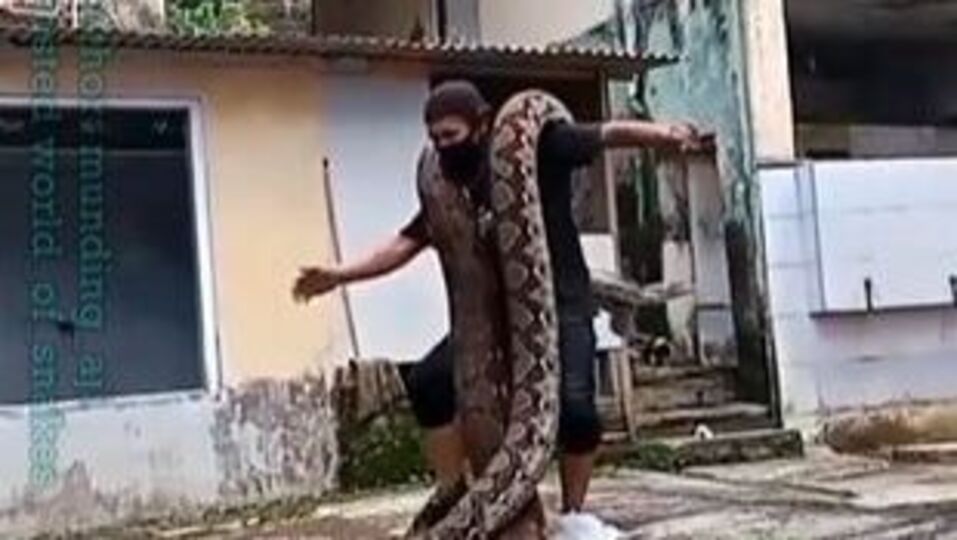 Viral | వామ్మో.. భుజాలపై రెండు కొండచిలువలను వేసుకుని 'డ్యాన్స్ '-man ...