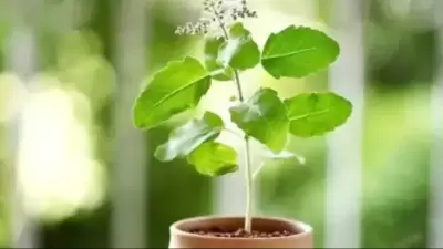 tulsi plant