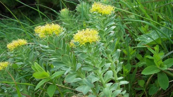 Rhodiola: తీవ్రమైన ఆందోళనకు లోనయ్యే వారికి చికిత్స చేయడంలో రోడియోలా రోసియో అనే ఔషధ మూలిక సమర్థతవంతంగా పనిచేస్తుంది. సహజంగా ఒత్తిడిని తట్టుకునే సామర్థ్యాన్ని మెరుగుపరచడానికి. శారీరక, మానసిక ఒత్తిళ్లను తట్టుకునే శక్తిని మెరుగుపరచడానికి రోడియోలాను ఉపయోగిస్తారు.