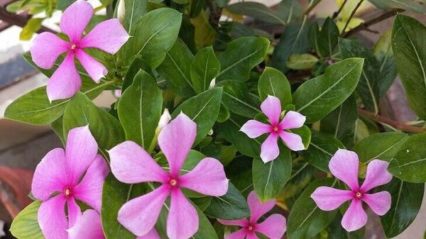 Vinca Plant