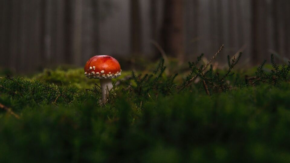 Mushroom Benefits బరువు తగ్గడానికే కాదు.. ఇంకా చాలా బెనిఫిట్స్