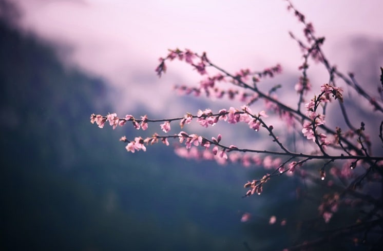 <p>Good Morning Messages, Quotes- Telugu</p>