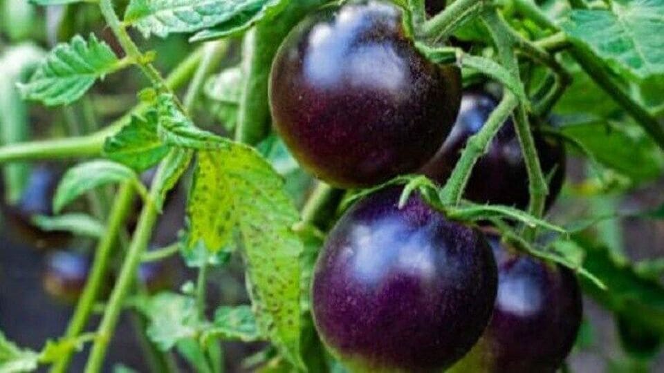 <p>Purple tomato</p>