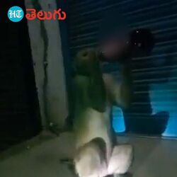 బీరు తాగిన కోతి