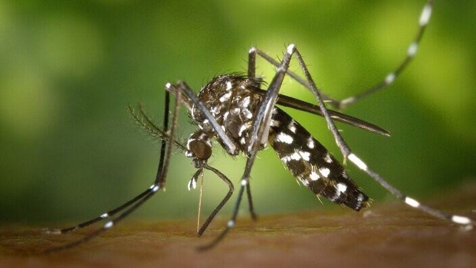 Asian Tiger Mosquito