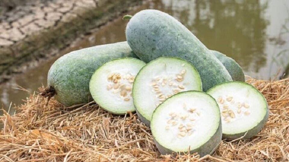 Winter Melon Benefits । బూడిద గుమ్మడితో బోలెడు ప్రయోజనాలు.. తెలిస్తే