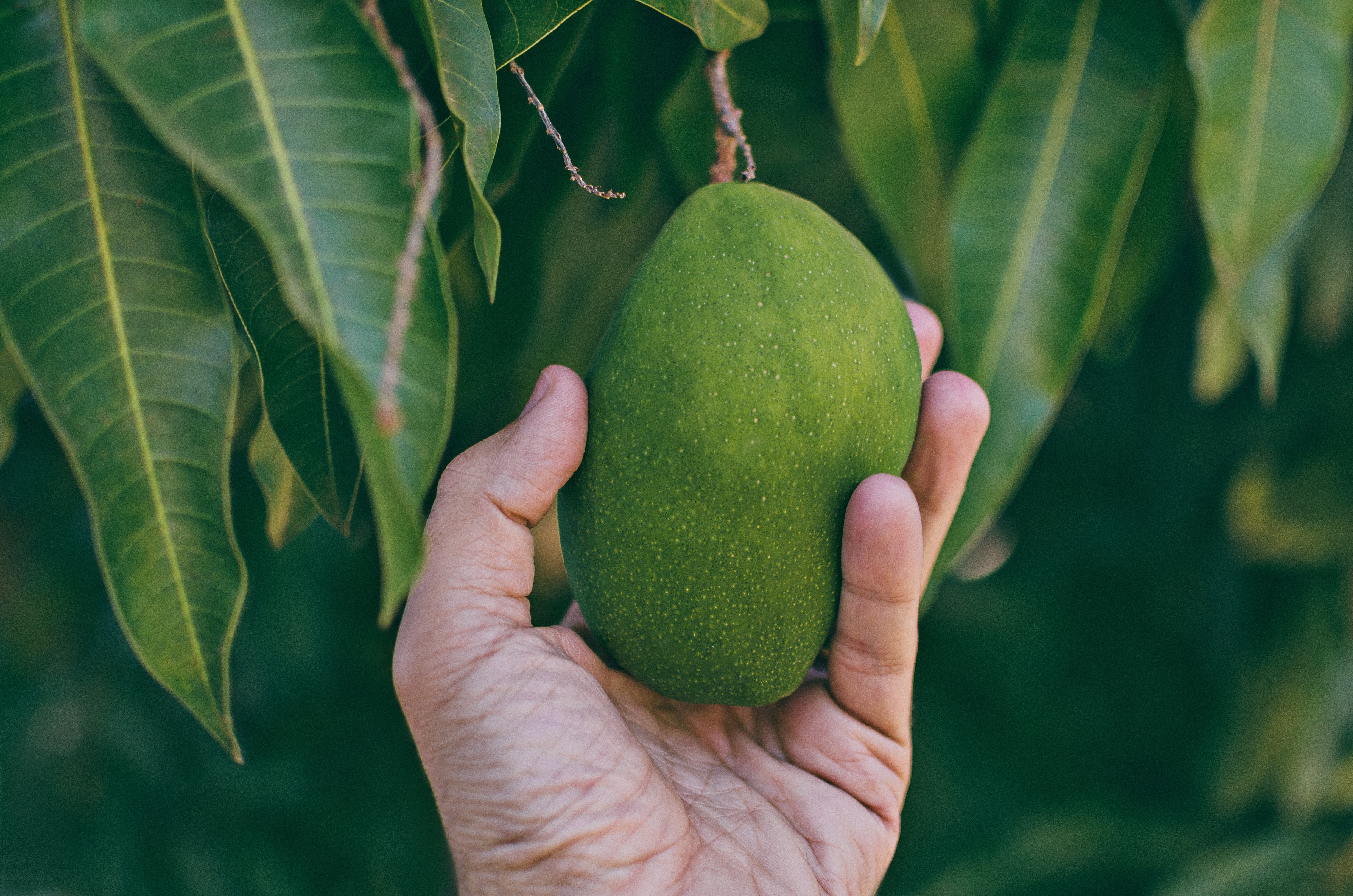 green mango