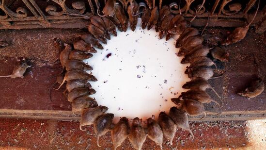 Karni Mata Temple, India: ఎలుకలంటే అందరికీ భయం. వాటిని దూరంగా పంపించేయాలని చూస్తారు. అవి వ్యాధులను కలగజేస్తాయనే భయం కూడా ఉంటుంది. అయితే, రాజస్తాన్ లోని ఈ ఎలుకల ఆలయంలో మాత్రం వీటికి రాచమర్యాదలు లభిస్తాయి. ఈ ఆలయంలో సుమారు 20 వేల వరకు ఎలుకలు ఉన్నాయి. దీన్ని టెంపుల్ ఆఫ్ ర్యాట్స్ అని కూడా అంటారు.&nbsp;