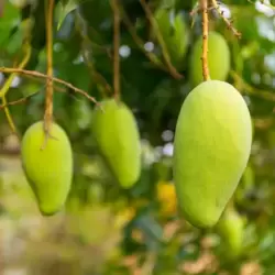 <p>మామిడికాయ హీట్ స్ట్రోక్ లక్షణాలను తగ్గించడంలో, జీర్ణక్రియను పెంచడంలో సహాయపడుతుంది.</p><p>&nbsp;</p><p>&nbsp;</p>