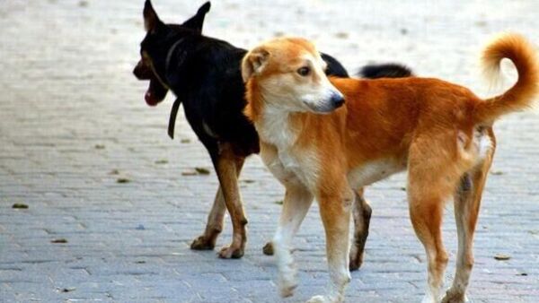 Stray Dog Attack: కాజీపేటలో విషాదం..వీధికుక్కల దాడికి బాలుడు బలి