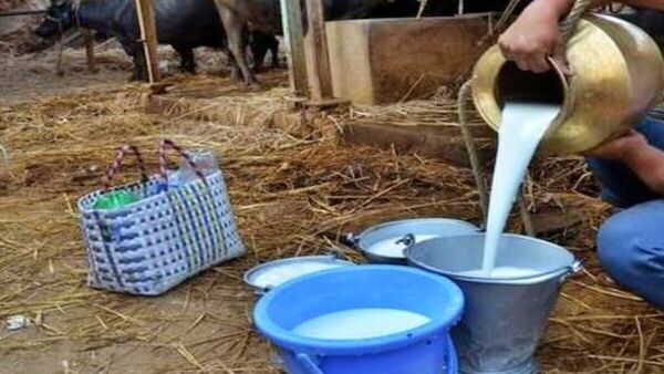 Komaram Bheem News : పాడి రైతు చేసిన పనికి గ్రామస్థులకు తిప్పలు, గేదె పాలు తాగిన వాళ్లందరికీ టీకాలు