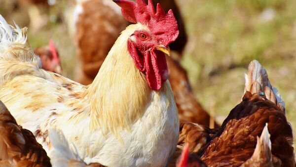 TS Chicken Mutton Prices : నాన్ వెజ్ ప్రియులకు షాక్, తెలంగాణలో కొండెక్కిన చికెన్, మటన్ ధరలు!