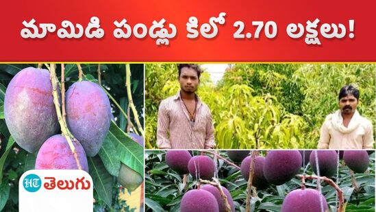 Most expensive mango in the world 2.70 lakh Per KG
