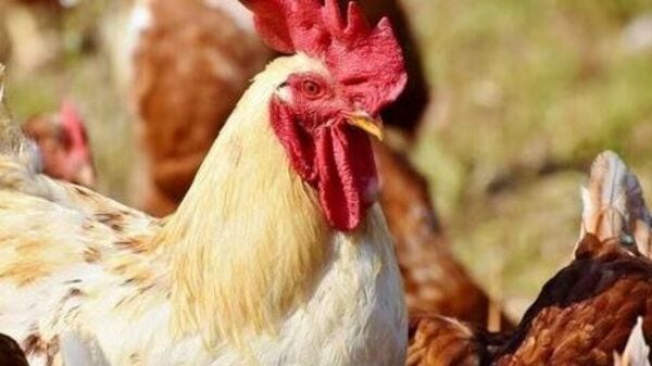 Chicken Price: అమ్మ బాబోయ్.. దడ పుట్టిస్తున్న చికెన్ రేట్.. 300 దాటిన కేజీ ధర