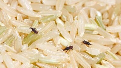 अनेकजण चार ते पाच महिने पुरेल एवढा तांदूळ खरेदी करून घरी ठेवतात. तांदळाला किडे सहज लागतात. कीटकांपासून मुक्त होणे सोपे नाही. भाताला कीटकनाशके लावता येत नाहीत. परंतु काही टिप्सद्वारे कीटकांना दूर ठेवता येते.