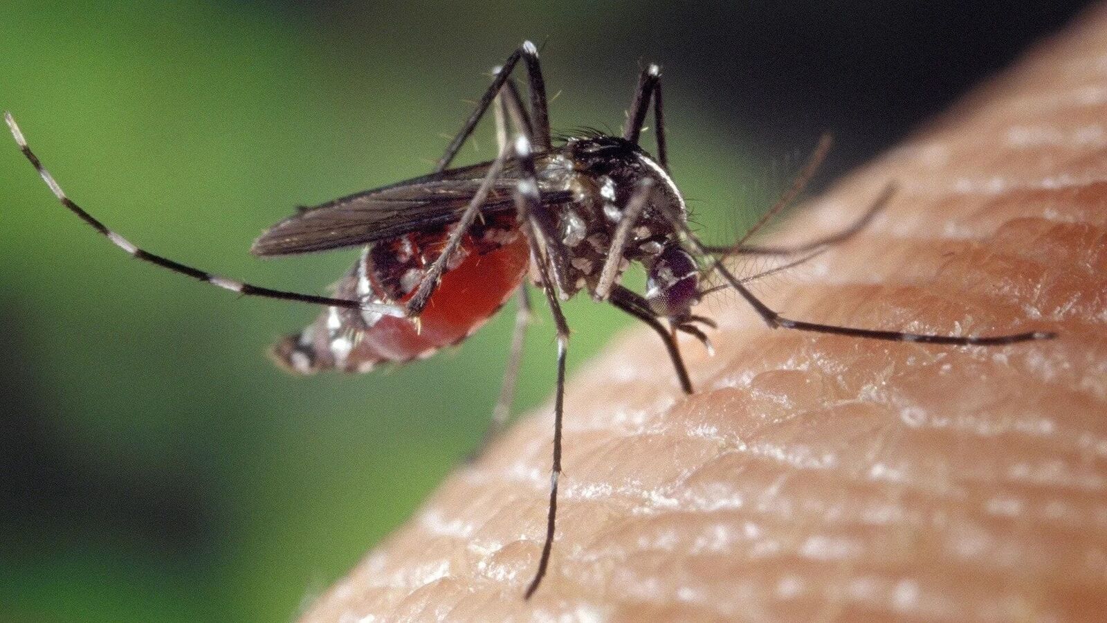 Mosquito Repellents: వర్షాకాలంలో దోమల నివారణకు కొన్ని సహజమైన వికర్షకాలు  చూడండి!-homemade natural mosquito repellents ideas to stay safe in rainy  season ,ఫోటో న్యూస్